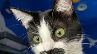 Dari Radar Sampai Alat Deteksi, Ini Dia Kecanggihan Kumis Kucing
