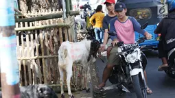 Warga melintas di lapak penjual kurban, Jakarta, Jumat (25/8). Gubernur DKI Djarot S Hidayat menegaskan, trotoar diperuntukkan untuk pejalan kaki. Penjual apa pun, termasuk penjual hewan kurban, tidak diizinkan membuka lapak. (Liputan6.com/Angga Yuniar)
