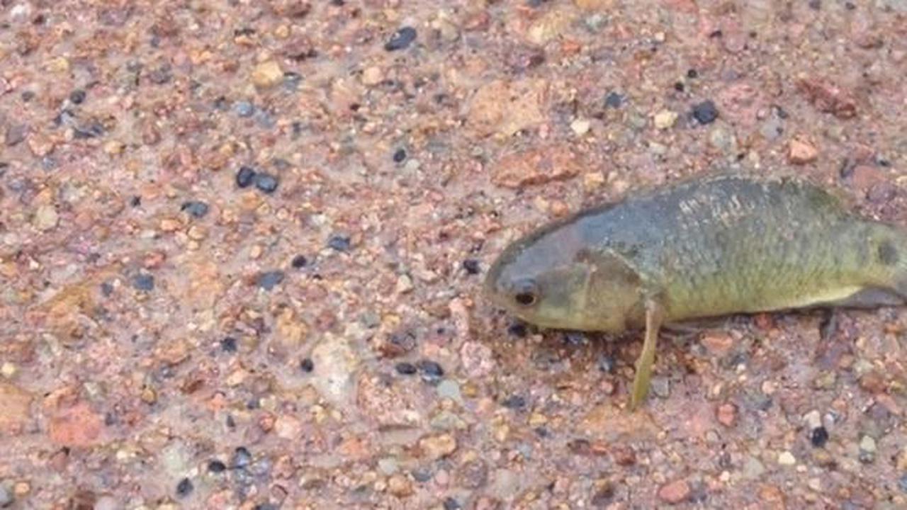 3 Ikan Aneh yang Hebohkan Dunia