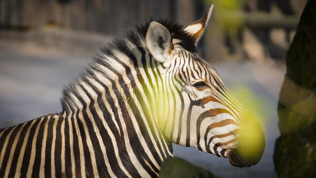 Polandia Tutup Kebun Binatang Warsawa Imbas Covid-19