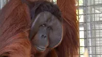 Pelepasliaran orangutan di hutan Kalimantan. (Foto: Dokumentasi Yayasan BOS/Liputan6.com/Rajana K)