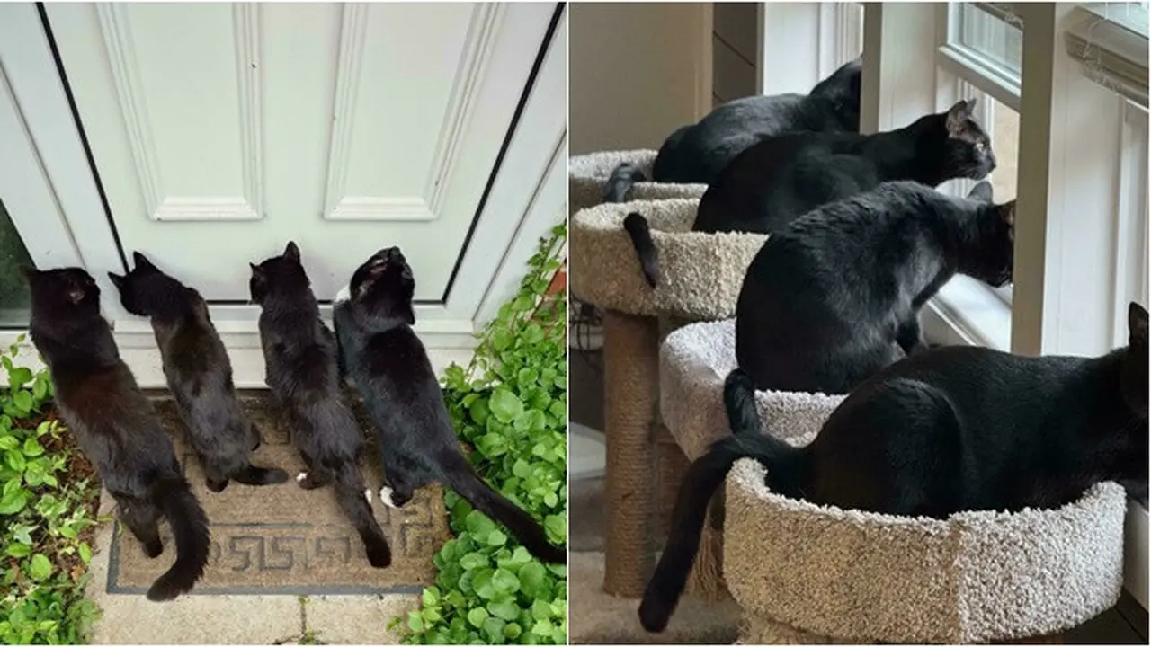 6 Potret Geng Kucing Lagi Kepo Tetangga, Kompak Melongok Pintu dan Jendela