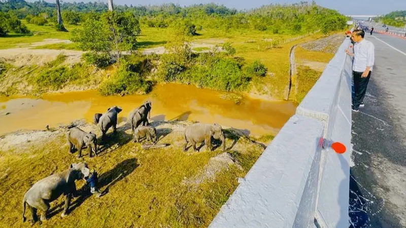 Presiden Jokowi saat berada di atas terowongan gajah di Tol Pekanbaru-Dumai.