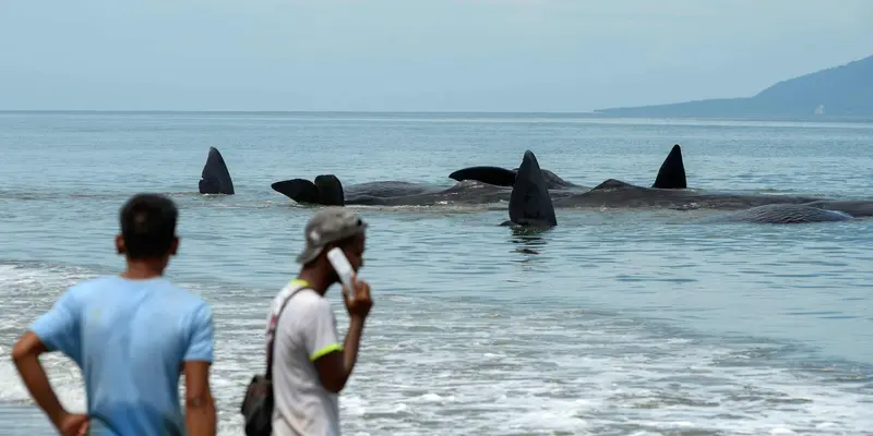 Paus di Aceh