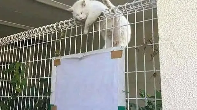 10 Potret Kucing Tidur dengan Pose Nyeleneh di Lokasi Absurd Ini Bikin Geleng Kepala