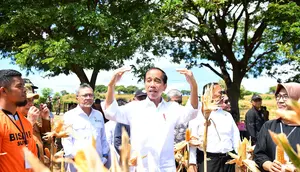 Presiden Joko Widodo atau Jokowi mengatakan harga jagung saat ini tengah anjlok karena adanya panen raya di sejumlah daerah. (Lizsa Egeham).