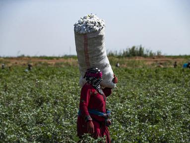 Seorang wanita berjalan dengan karung penuh kapas yang dipanen di sebuah ladang di pedesaan Raqa di Suriah utara (20/9/2022). Kapas tersebut kemudian diangkut ke gudang di bawah kendali pemerintahan Kurdi Suriah. (AFP/Delil Souleiman)