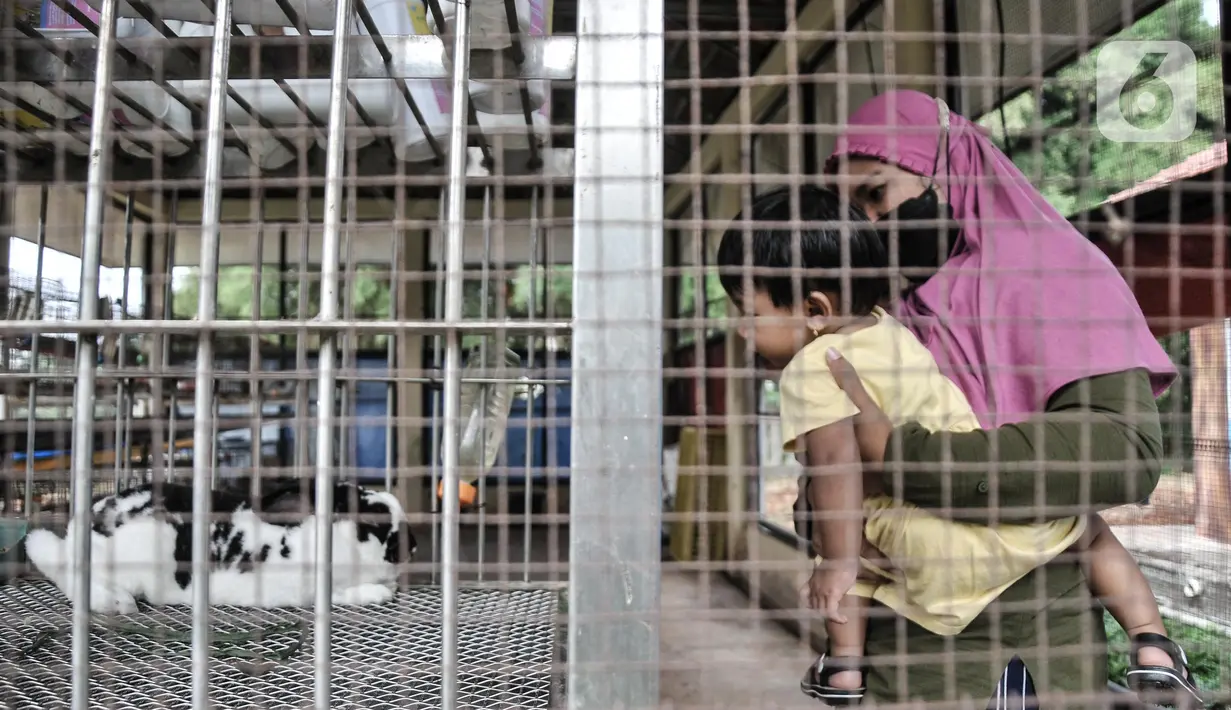 Warga saat berkunjung ke Taman Kelinci Bambu Apus, Pusat Pelayanan Kesehatan Hewan dan Peternakan (Pusyankeswannak), Cipayung, Jakarta Timur, Kamis (30/6/2022). Taman Kelinci Bampu Apus  memiliki jumlah kelinci sebanyak 105 ekor yang dapat dikunjungi oleh warga secara gratis dan menjadi wisata edukasi. (Liputan6.com/Iqbal S Nugroho)