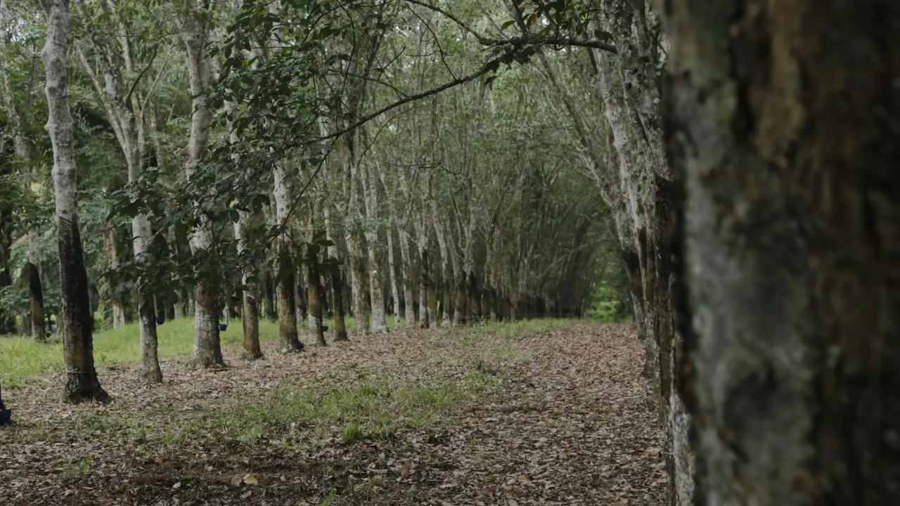 Hutan karet
