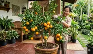10 Cara Membuat Tanaman Jeruk dalam Pot Berbuah Besar dan Manis