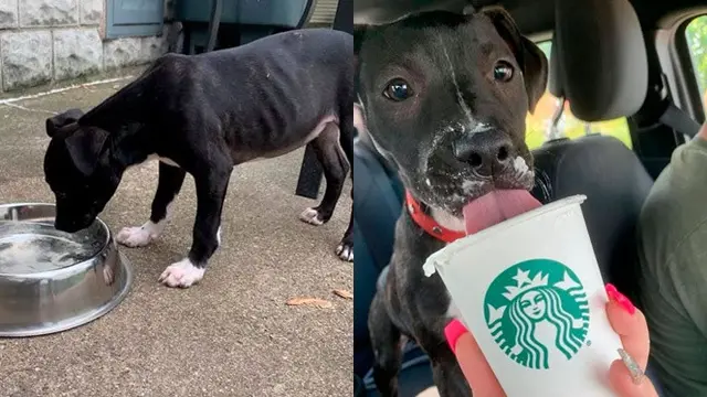 5 Kisah Anjing Sebelum dan Sesudah Diadopsi Ini Bikin Haru