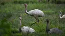 Burung Rhea putih koleksi Taman Safari Gurun Putih Lestari di Jantho, Aceh Besar, Aceh, pada 27 Oktober 2019. Di taman safari pertama yang ada di Aceh ini terdapat ratusan spesies burung dan mamalia dari berbagai daerah di Indonesia maupun mancanegara. (CHAIDEER MAHYUDDIN / AFP)