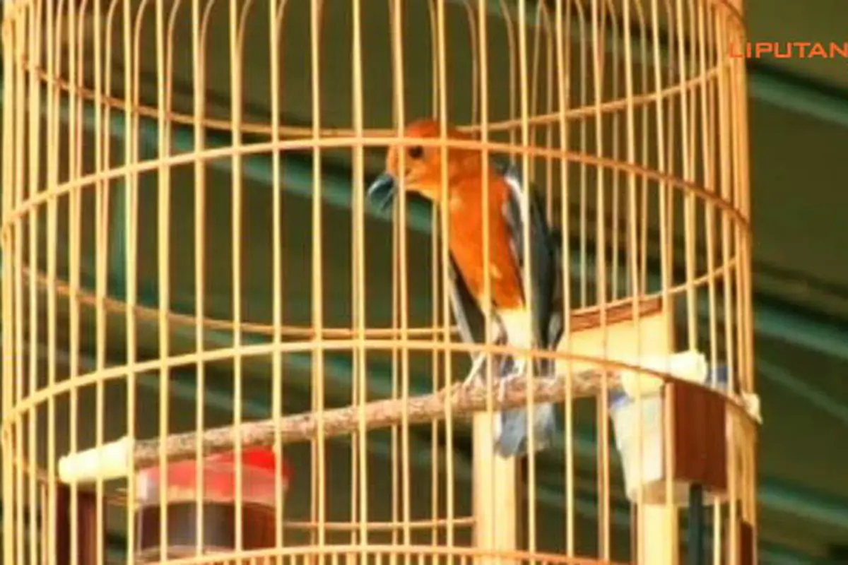 potret-burung-130902-d.jpg