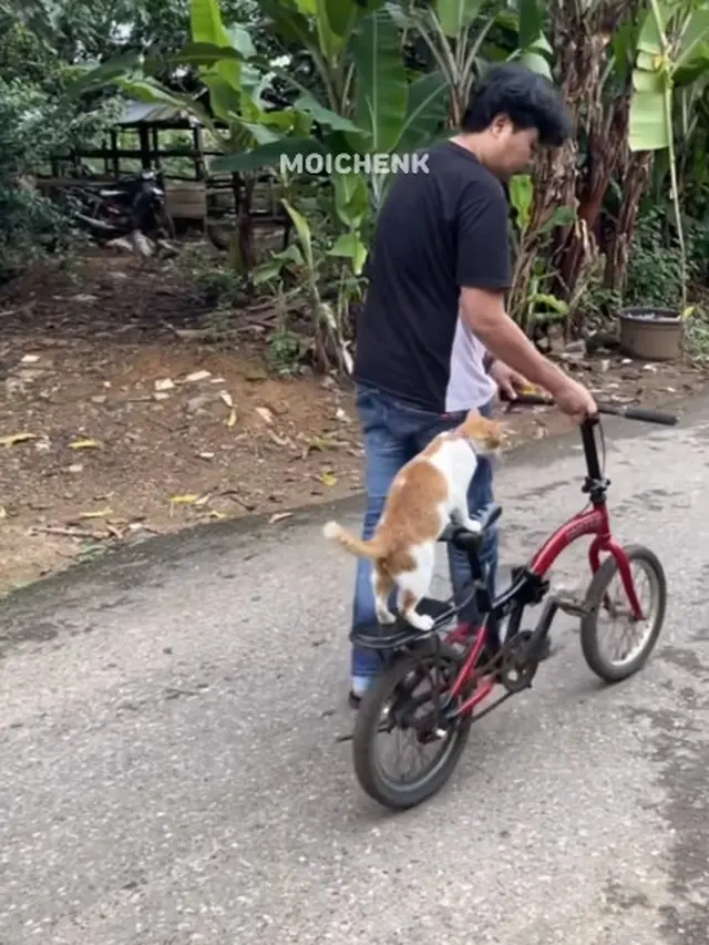 6 Potret Kucing Dibonceng Pakai Sepeda Ini Bikin Gemas, Anteng Banget