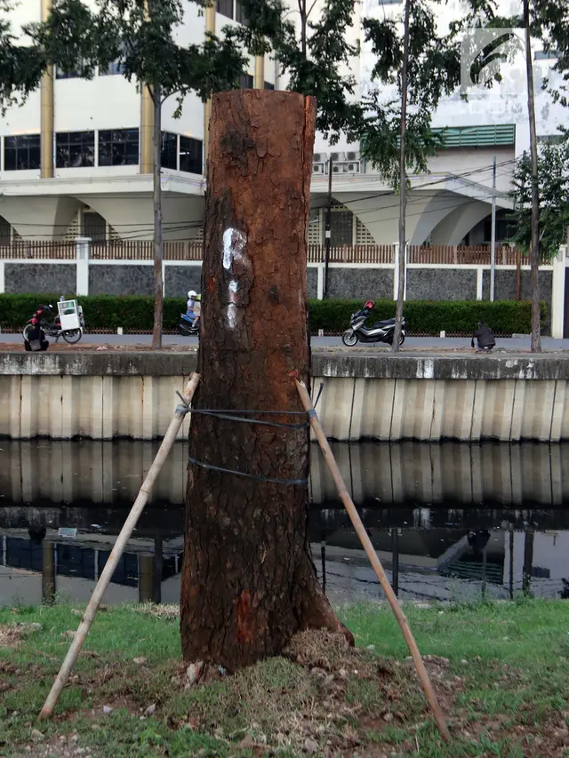 Pohon Mahoni dari Sudirman Ditanam di RTH Kalijodo