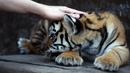 Seekor anak Harimau Bengal menikmati belaian di penampungan hewan FURESA, Jayaque, San Salvador, Selasa (31/1). Empat anak harimau bengal, sebuah spesies yang terancam punah, berhasil lahir melalui persalinan normal. (AFP PHOTO/ Marvin RECINOS)