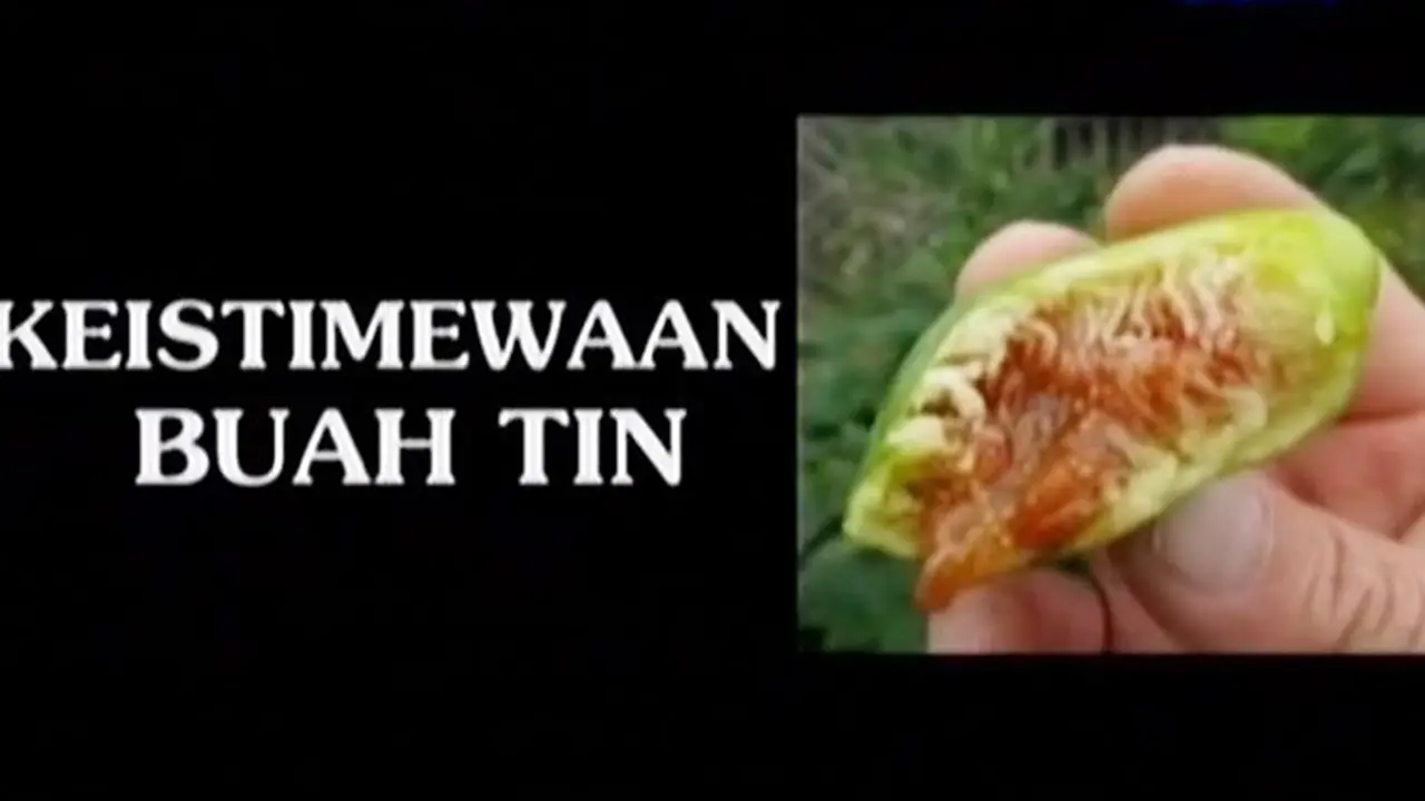20150627-Karamah Buah Tin-Jeddah