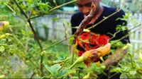 Begini Kondisi cabai rawit petani di Gorontalo diserang hama patek (Arfandi Ibrahim/Liputan6.com)