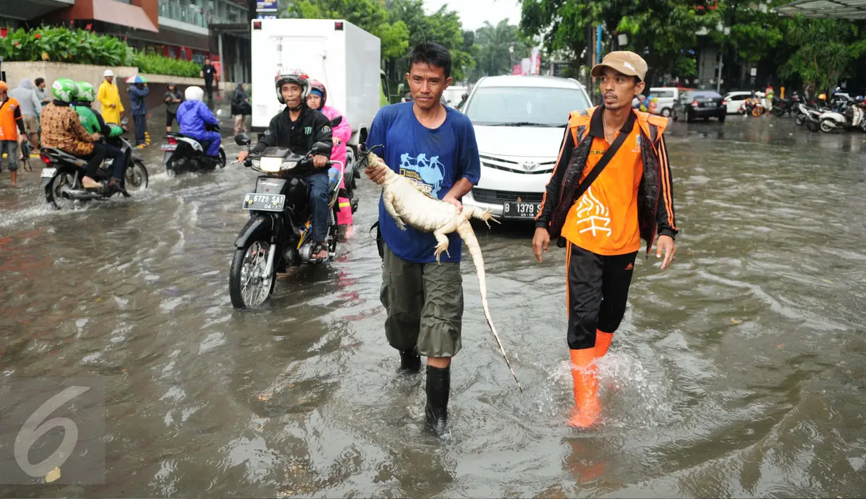 Petugas Dinas Kebersihan DKI menangkap seekor biawak yang terbawa banjir di kawasan Kemang, Jakarta Selatan, akibat luapan air Kali Krukut, Selasa (4/10). Biawak sepanjang 2 meter muncul dari saluran air. (Liputan6.com/Gempur M Surya)
