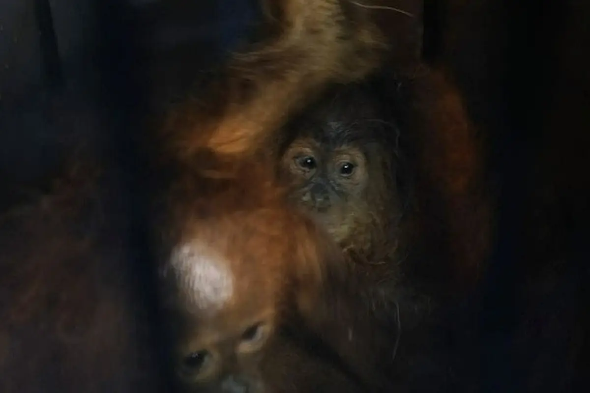 Dua ekor orangutan yang gagal diselundupkan dari Kota Dumai tujuan Malaysia.