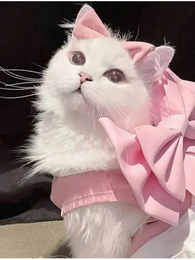 6 Potret Kucing Bergaya Seperti Model Ini Menggemaskan, Lucu Pol