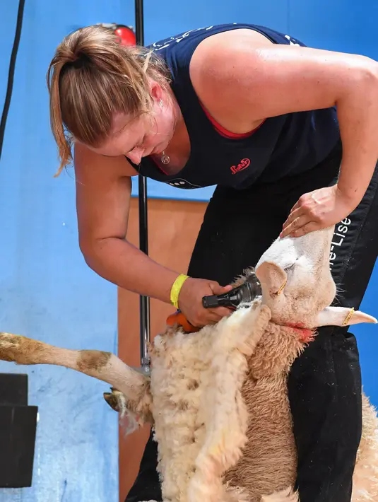 Anne-Lise Haugdahl dari Norwegia berpartisipasi kejuaaran World Sheep Shearing and Woolhandling Championships di Le Dorat, Prancis (4/7/2019). Kompetisi ini berlangsung untuk pertama kalinya di Prancis dan berlangsung dari 4-7 Juli 2019. (AFP Photo/Mehdi Fedouach)