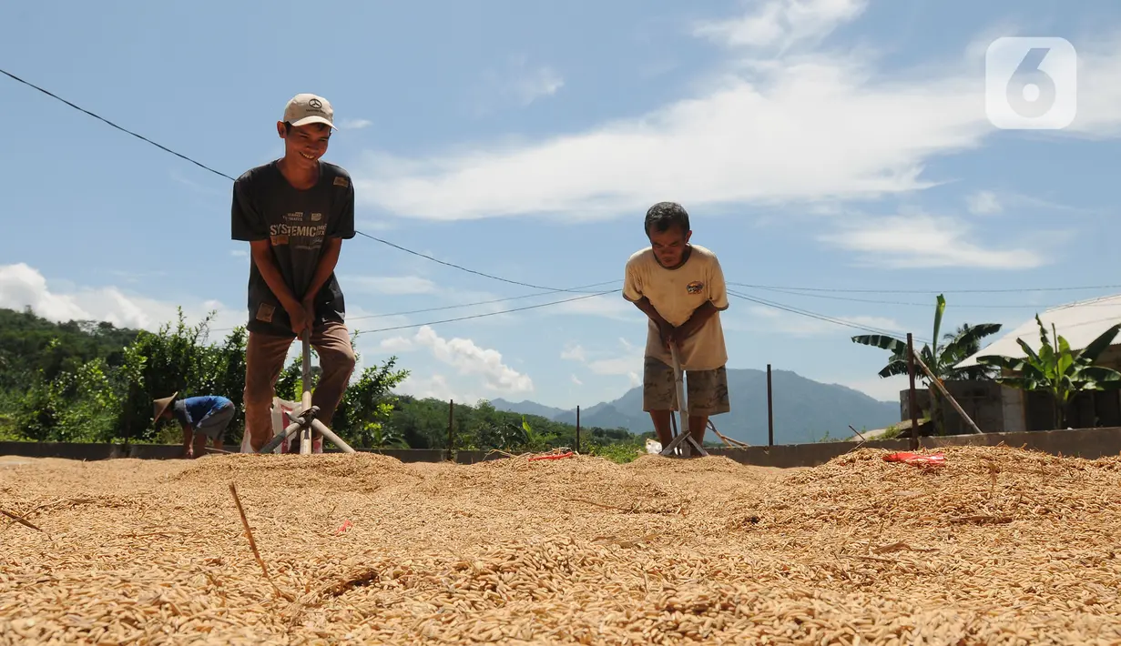 Buruh tani menjemur gabah di kawasan Tanjung Sari, Kabupaten Bogor, Jawa Barat, Senin (14/3/2022). Sejak sepekan terakhir, harga gabah kering giling di tingkat petani naik dari Rp 4.400 menjadi Rp 4.600 per kilogram. (merdeka.com/Arie Basuki)