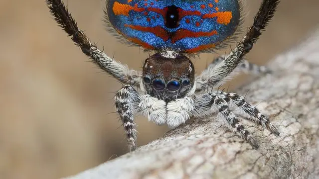 30 Makhluk Bumi yang Punya Warna Mirip Pelangi, Cantik dan Eksotis