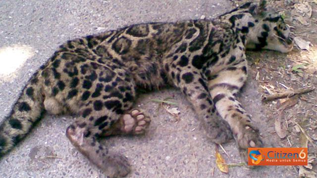 Unduh 630 Koleksi Gambar Harimau Dahan Paling Bagus 