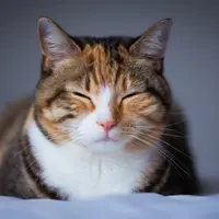 Ilustrasi Kucing Tidur Credit: pexels.com/Jack