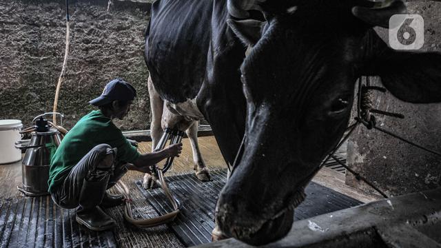 Geliat Industri Susu Sapi Perah di Masa Pandemi COVID-19