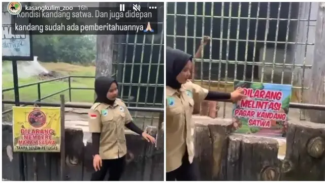 Viral Pria Ditarik Orang Utan di Kebun Binatang Ternyata untuk Konten, Ini 3 Faktanya