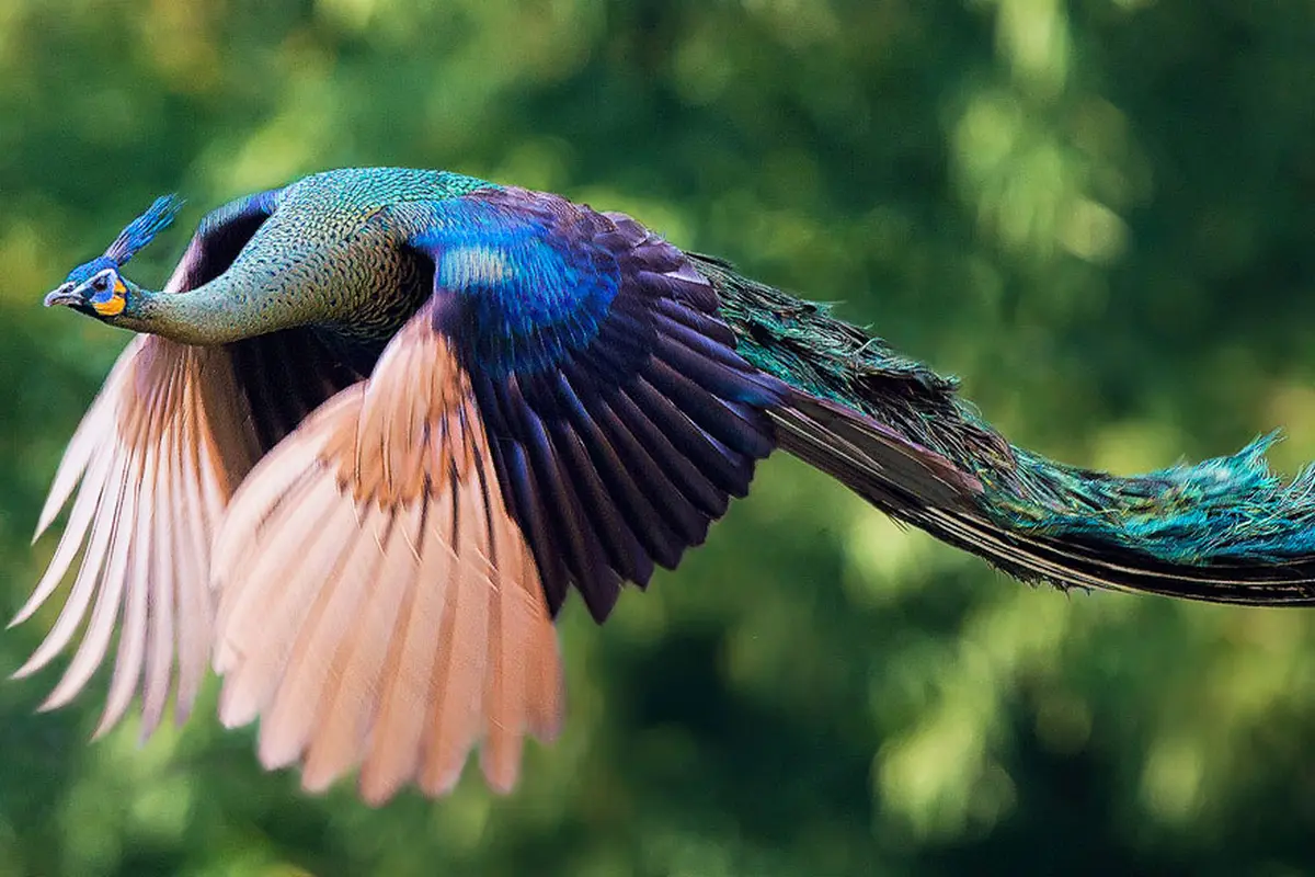 8 Foto Keindahan Burung Merak Saat Mengepakkan Sayap 