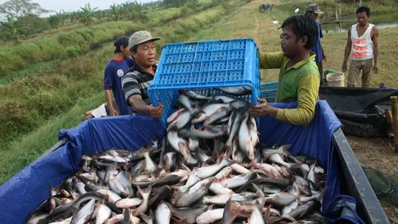 Harga ikan air tawar di Palembang tidak naik karena banyak disuplai dari Palembang dan daerah lain di Sumatera Selatan seperti Kabupaten Ogan Komeling Ilir, Musirawas, Oku Timur dan Musi Banyuasin. (Dok KKP)