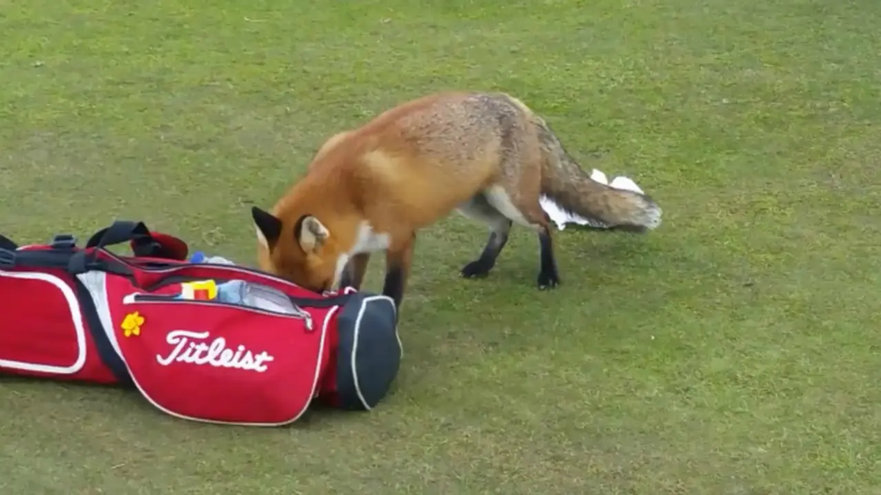 Aksi Nakal Rubah Copet Dompet Pemain Golf *VIDEO