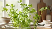 10 Ide Kebun Seledri Pakai Wadah Bekas Dapur, Cara Kreatif Daur Ulang Sampah