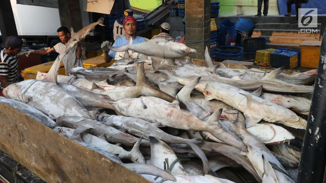 Memprihatinkan, Populasi Ikan Hiu Turun 28 Persen dalam 15 Tahun Terakhir