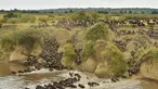 Ratusan Wildebeest menyeberangi sungai di Masai Mara saat berimigrasi, Kenya (4/9/2015). Wildebeest bermigrasi hingga jarak ratusan kilometer demi menemukan padang rumput selama musim kering di Kenya. (AFP PHOTO/Carl de Souza)
