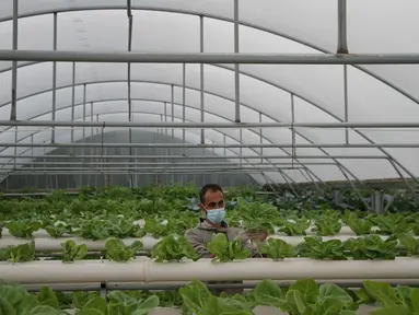 Abdullah Abu Halima memeriksa tanaman selada di pertanian hidroponik miliknya di Kota Beit Lahia, Jalur Gaza utara (25/11/2020). Petani Palestina tersebut menanam selada, brokoli, kacang-kacangan, peterseli, daun bawang dan jenis sayur lainnya dengan metode irigasi khusus. (Xinhua/Rizek Abdeljawad)