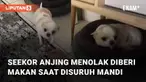 Aksi seekor anjing menolak diberi makan saat disuruh mandi bikin gemes.