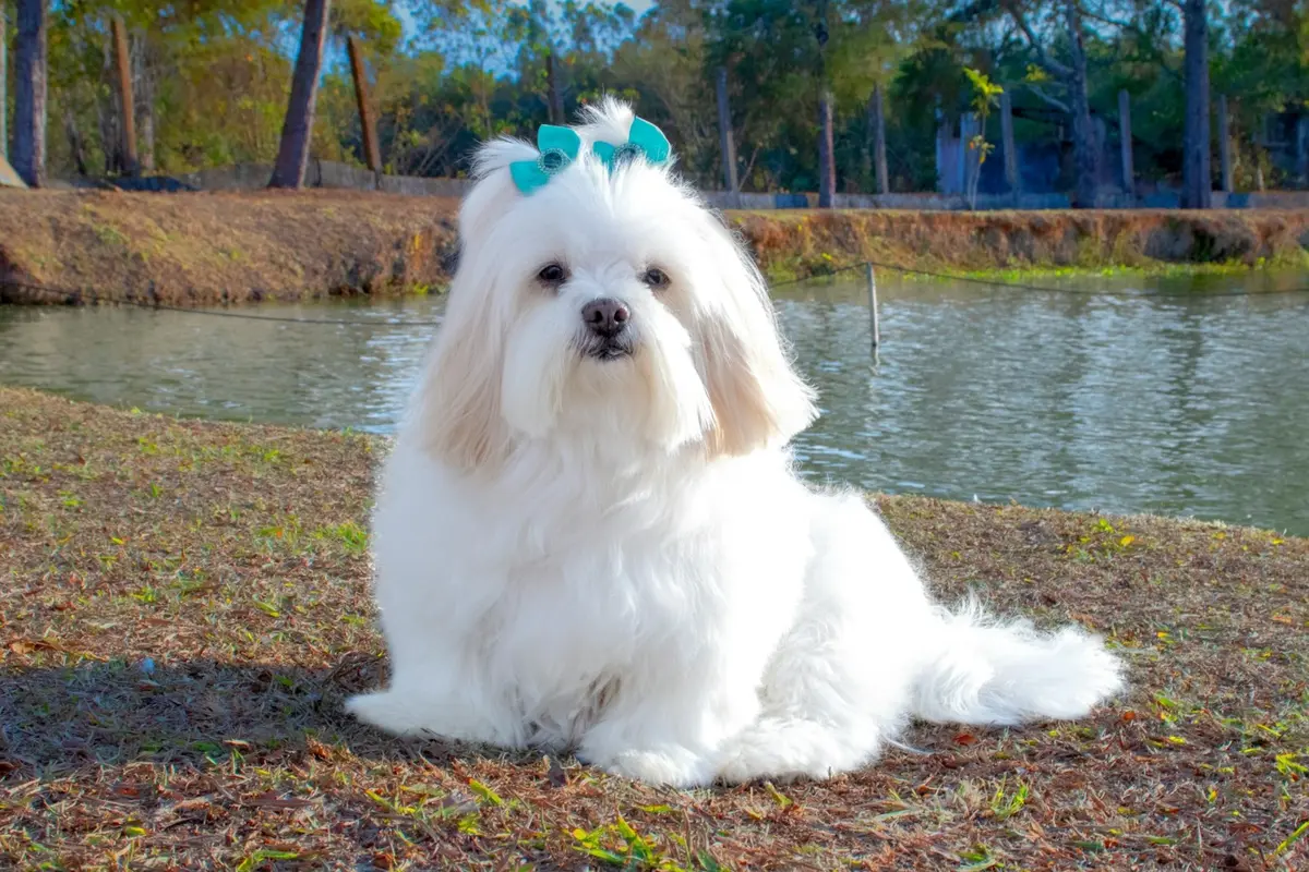 White Dog