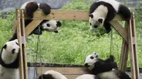 Panda di tempat penitipan Lembaga Penelitian Chengdu, Cina (sumber. lostateminor.com)