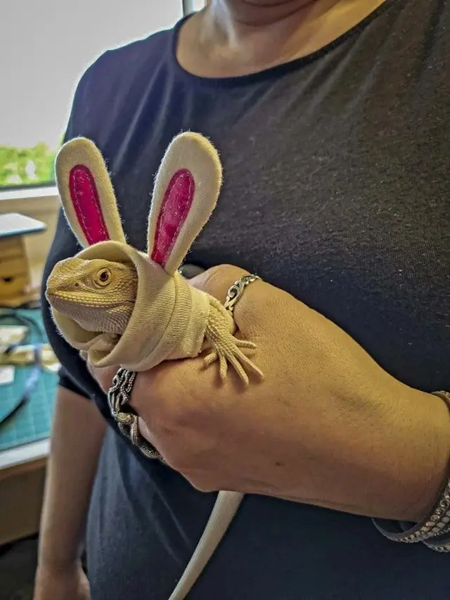 Kostum Lucu Iguana