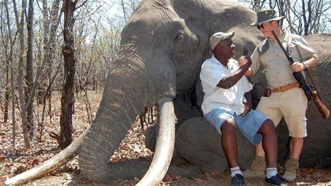 Download 5100 Koleksi Gambar Gajah Afrika Paling Bagus Gratis