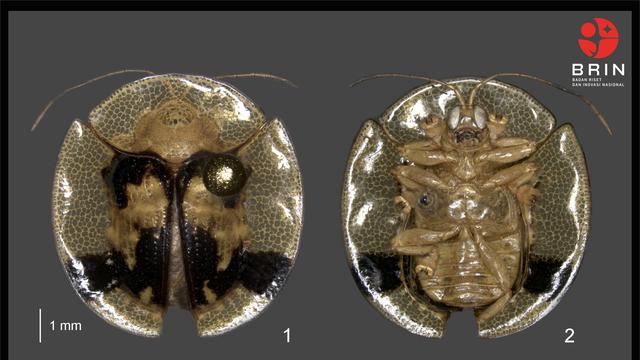 Spesies kumbang kura-kura yang ditemukan peneliti BRIN di Sulawesi (Foto: BRIN)