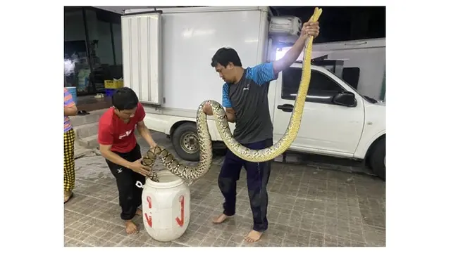 Ular Piton 23 Kilogram Ditemukan Tersangkut di Pipa Toilet, Evakuasinya Dramatis