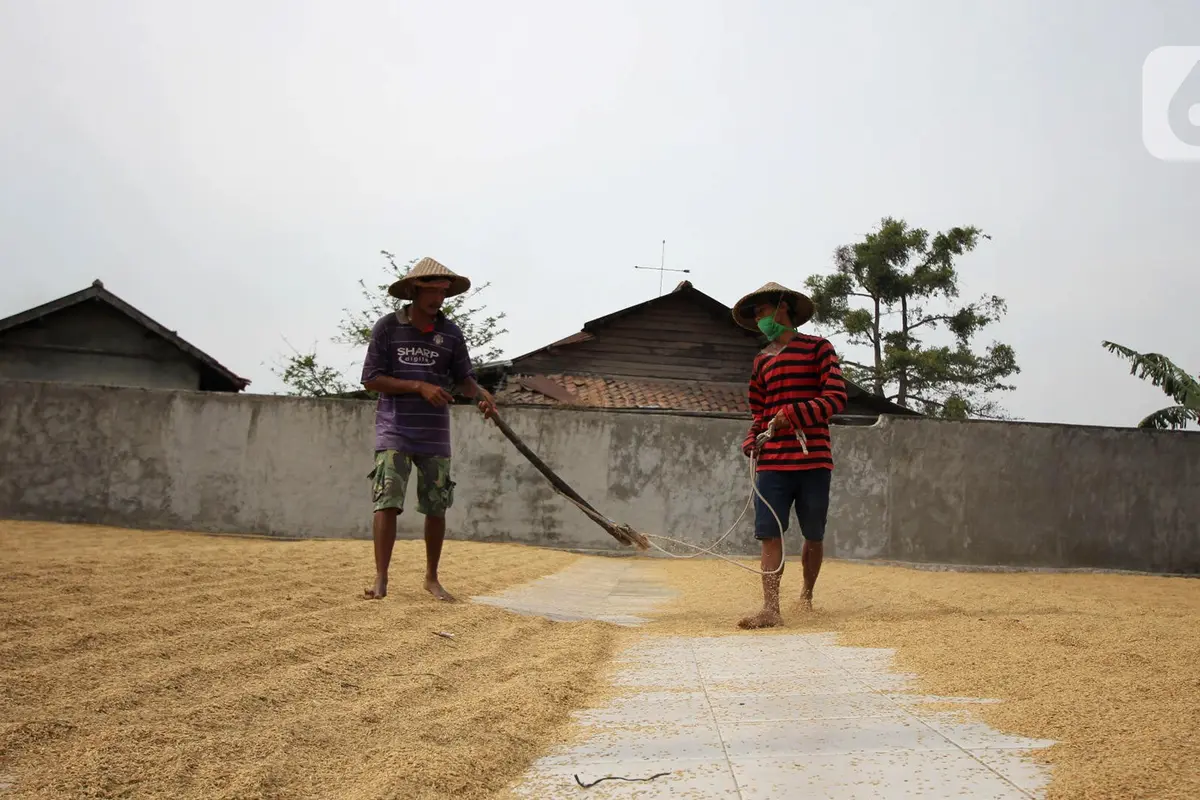 FOTO: Semester I 2020, Bulog Serap 700 Ribu Ton Gabah Petani