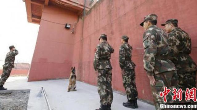 Beri Penghormatan Terakhir, Aksi Anjing Ini Bikin Nangis Bombay