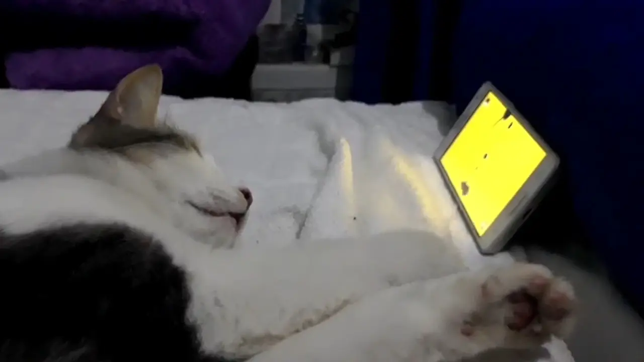 Kucing menonton televisi
