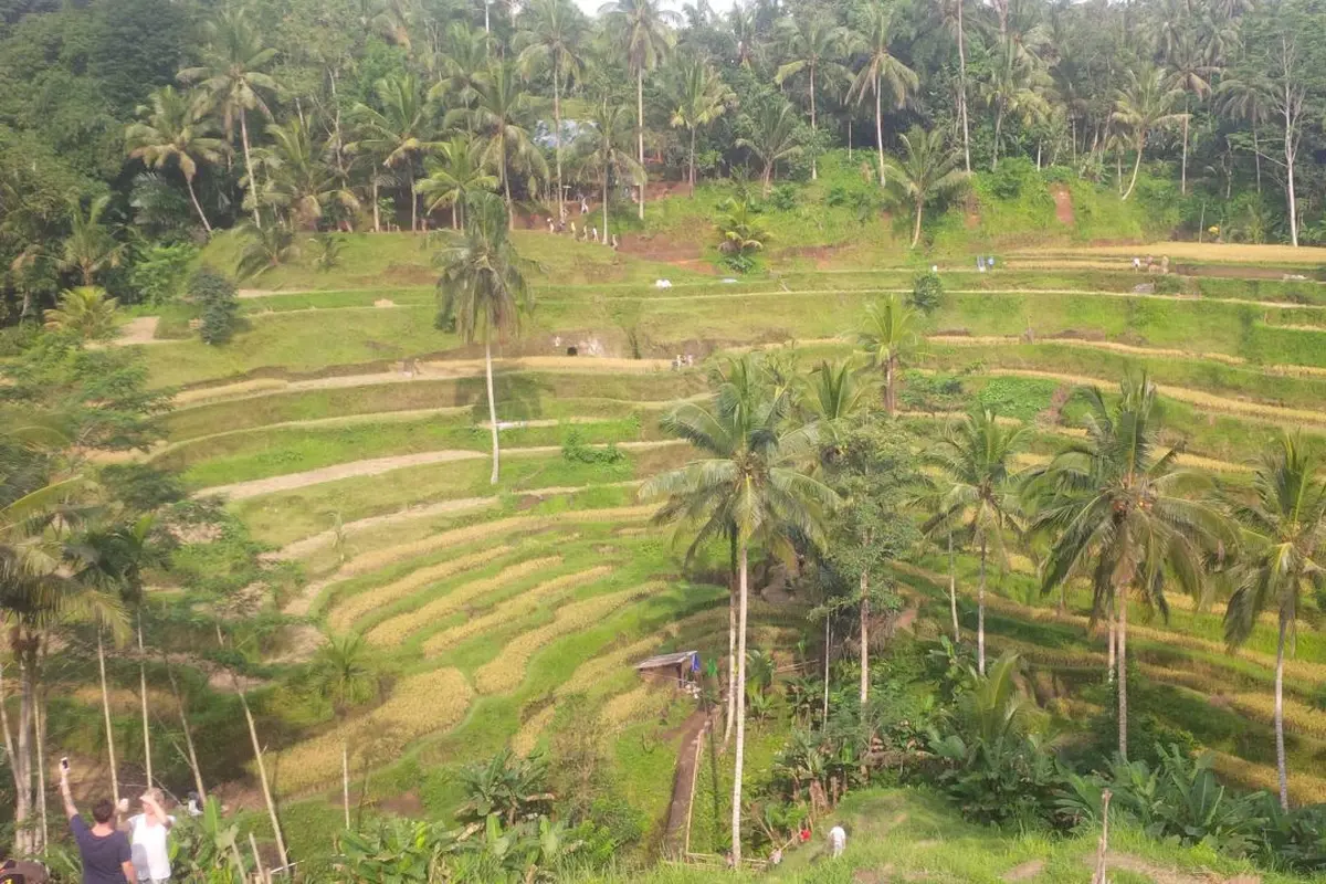 Sawah Berundak di Tegalalang Ubud Tersohor hingga Mancanegara
